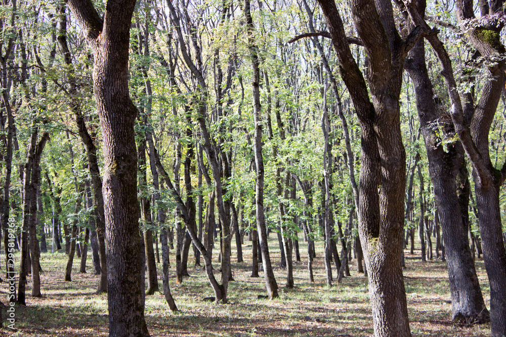 Obraz premium Yssentuki park