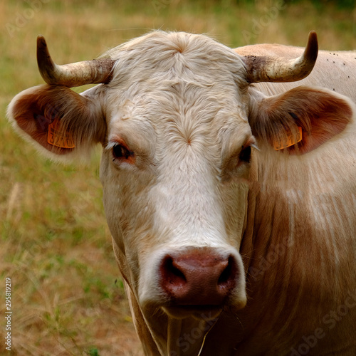 Wallpaper Mural Coucou ma douce Torontodigital.ca