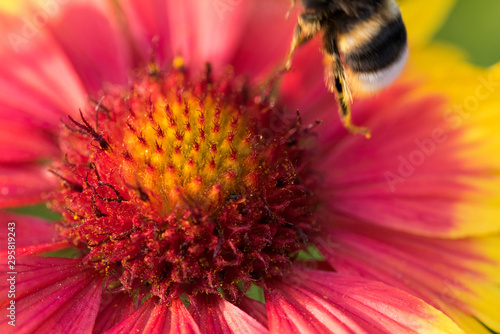 abeille bourdon pollinisation fleur en macro  © david