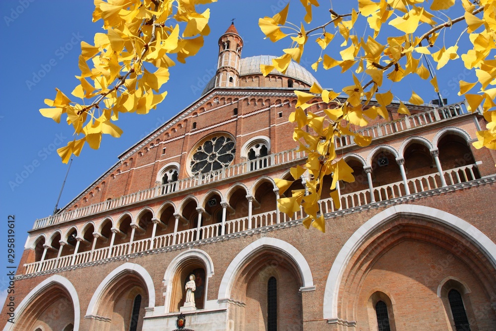 Obraz premium Padova, Italy. Autumn tree yellow leaves. Autumn season foliage.