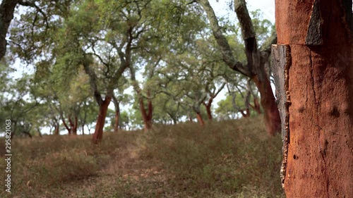 Harvested cork trees (Quercus suber) in Evora, Alentejo, Portugal. photo