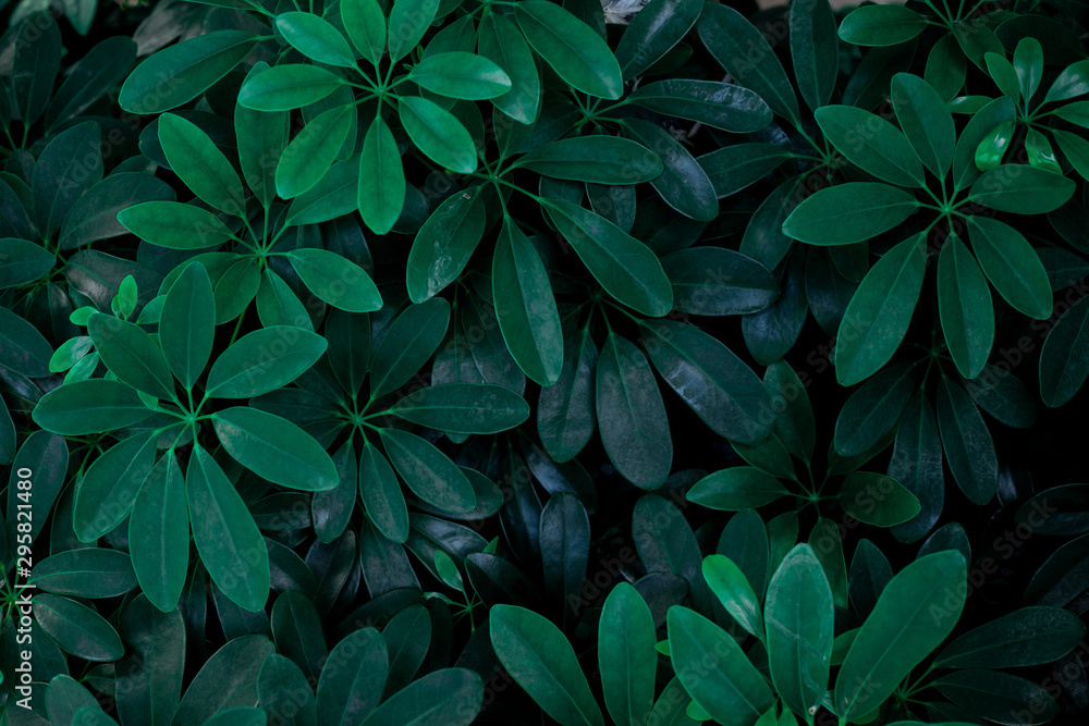 abstract green leaves pattern texture, nature background, tropical leaves abstract green leaves pattern texture, nature background, tropical leaves