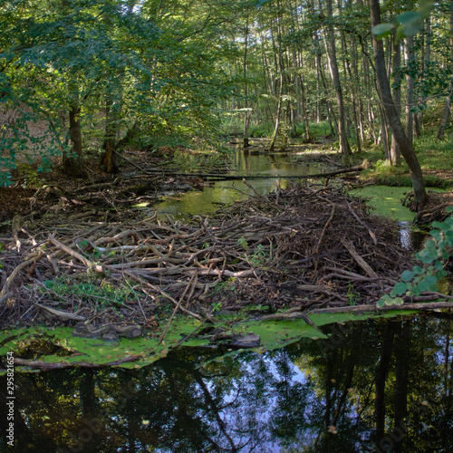 Beaver lodge dam construction in a sunny autumn forest.