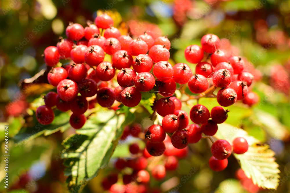 Ripe hawthorn fruits on a tree. Close-up. Ripe hawthorn fruits on a tree. Close-up.
