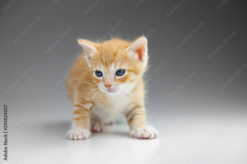 Red cute striped kitten on a white background close-up.