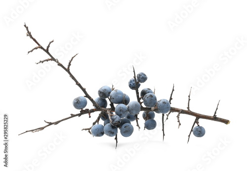 Fresh blackthorn berries with twig, branch and leaves prunus spinosa isolated on white background