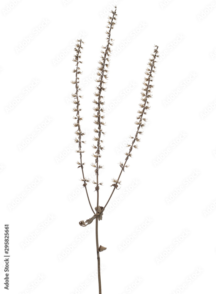 Dry autumn grass flowers isolated on white background with clipping path Dry autumn grass flowers isolated on white background with clipping path