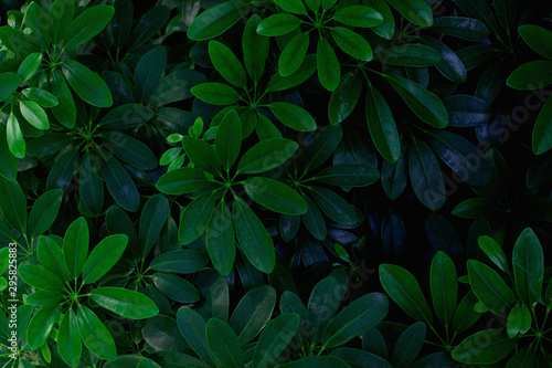 abstract green leaves pattern texture, nature background, tropical leaves