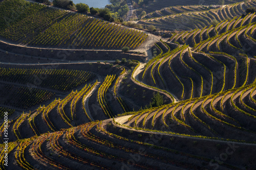Photos UNESCO World Heritage, the Douro Valley beautiful endless lines of Vineyards, in Sao Joao da Pesqueira, Viseu, Portugal