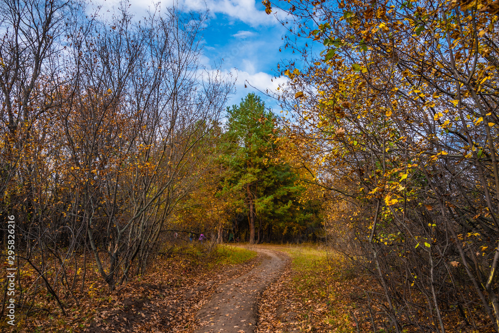 Autumn forest landscape - a hiking trail in a natural national park leading to a pine grove where people rest Autumn forest landscape - a hiking trail in a natural national park leading to a pine grove where people rest