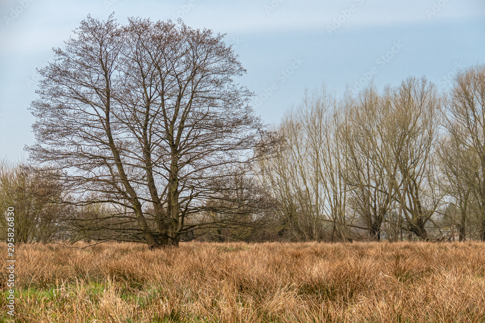 Freestanding tree from a moor meadow Freestanding tree from a moor meadow