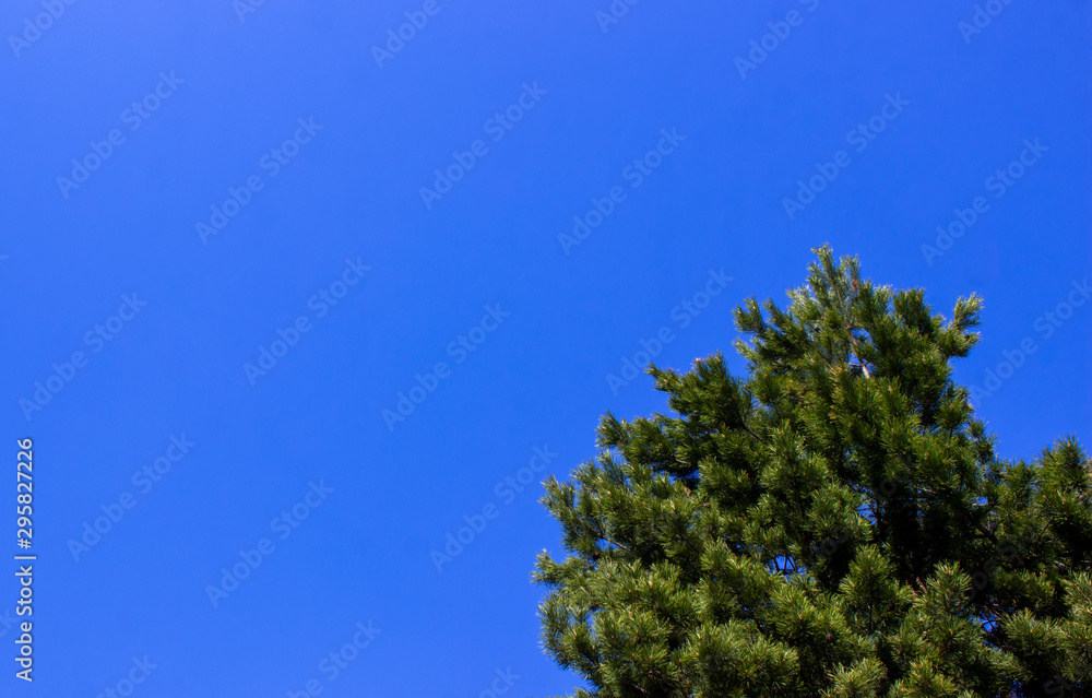 Blue cloudless sky with the top of the Christmas tree. Summer in Russia. Blue cloudless sky with the top of the Christmas tree. Summer in Russia.