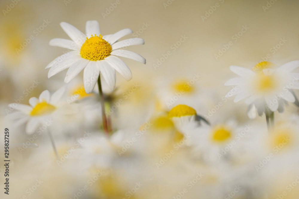 geruchslose Kamille (Tripleurospermum perforatum) geruchslose Kamille (Tripleurospermum perforatum)