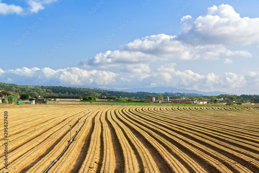 Farm land at day light with vanishing point of view of crop rows in a agricultural field. Agriculture background and cloudy sky with empty copy space for Editor's text.