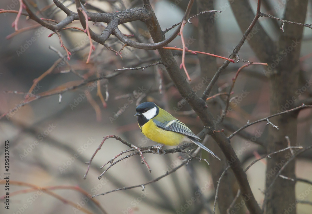 The great tit The great tit