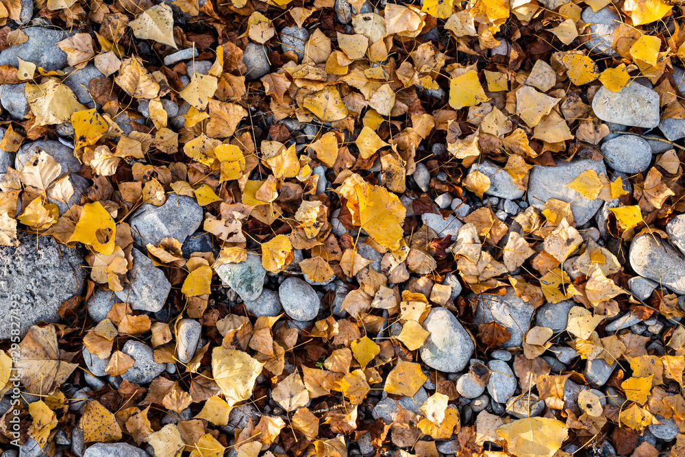 Autumn leaves on stony ground Autumn leaves on stony ground