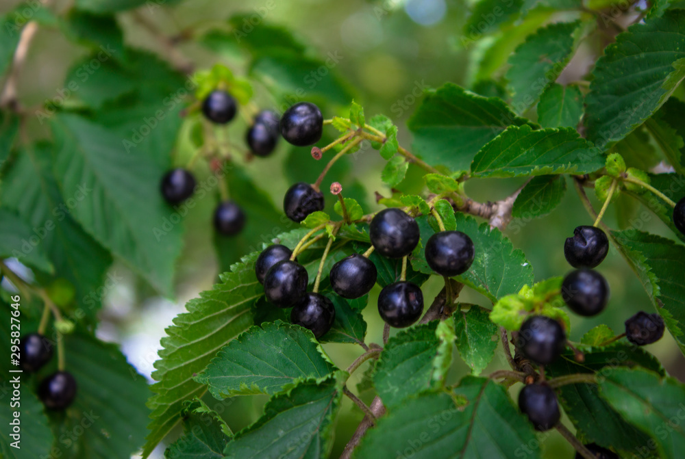 Black berry is singing on a tree. Poisonous plants. Black berry is singing on a tree. Poisonous plants.