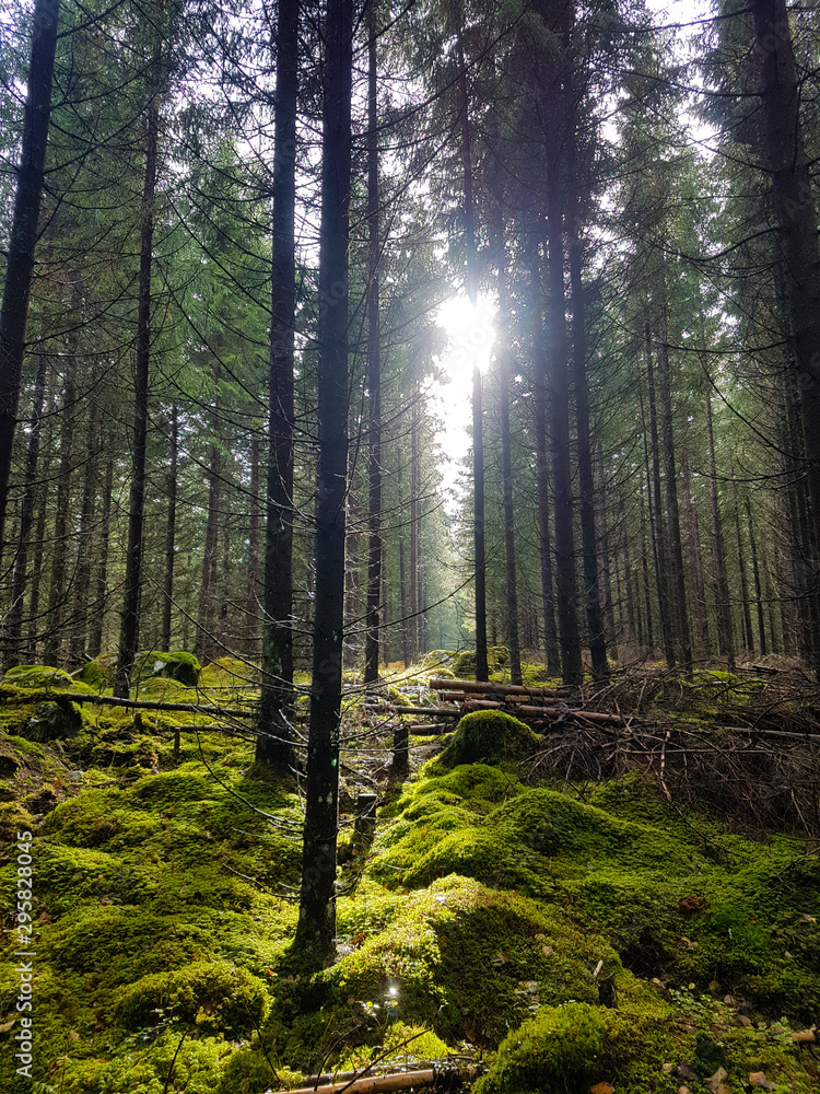 Obraz premium morning in the forest