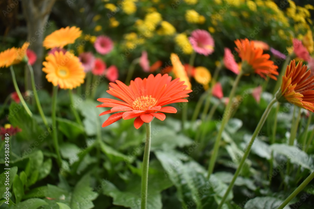 beautiful orange Barberton daisy flower with blur background beautiful orange Barberton daisy flower with blur background