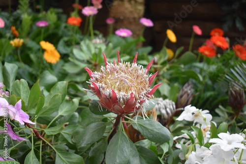 beautiful pink king sugarbush flower in the garden photo