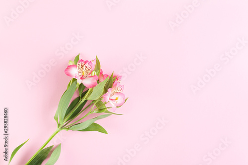 Greeting card concept. Peruvian lily flower on a pink paper background. Top view composition with copy space