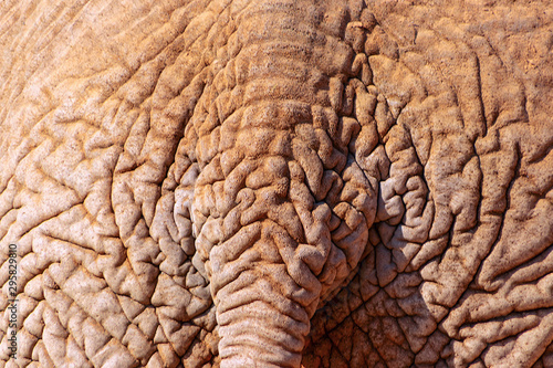 Wild african animals. Closeup of african bush elephant rear with part of the tail. 