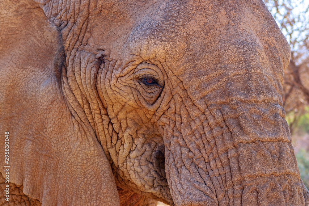 Fototapeta premium Beautiful Images of of African Elephants. Wild african elephant close up, Namibia, Africa