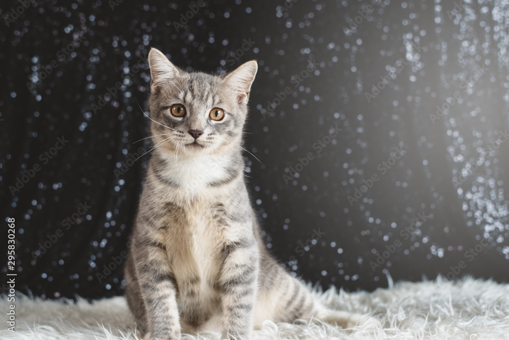 Active kitten playing. Mixed breed of maine coon with british shorthair Active kitten playing. Mixed breed of maine coon with british shorthair