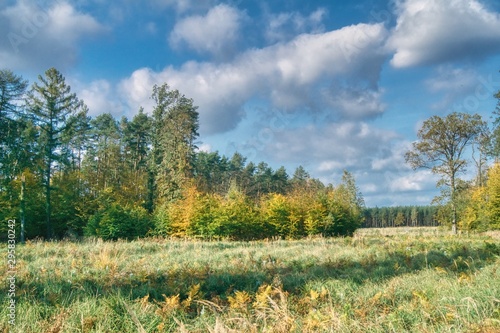 Obraz na płótnie début d'automne coloré dans la forêt, forêt mixte par temps ensoleillé, haute forêt de pins, taillis et prairie de fougères w salonie