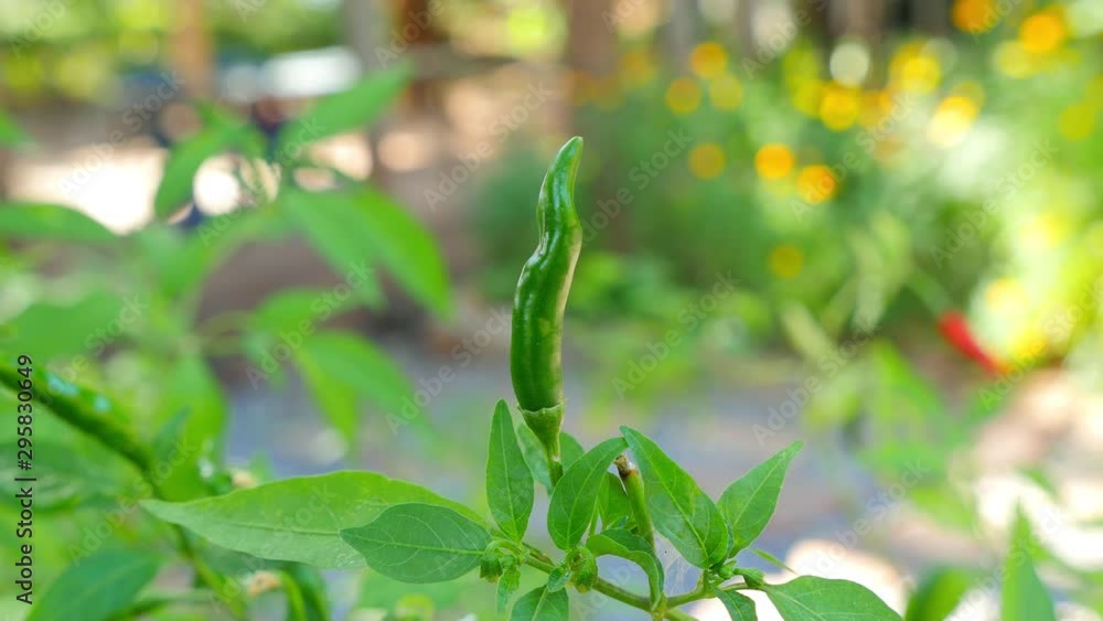 Green pepper growing on chilli tree in the backyard