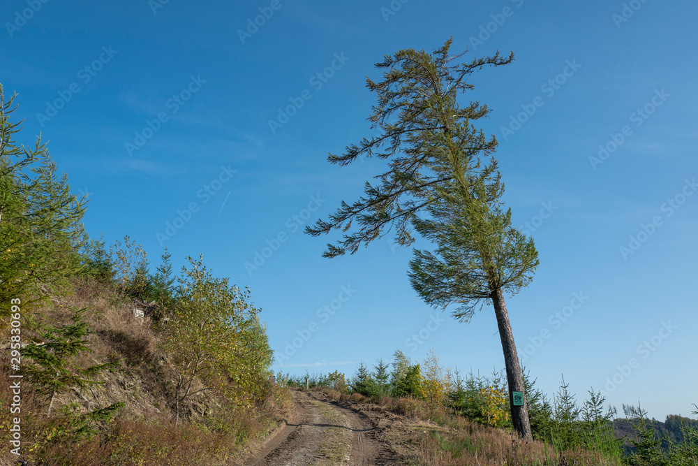 Obraz premium Alleinstehende Kiefer vom Wind gebogen am Wegesrand