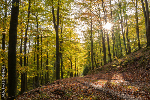 Fototapeta Naklejka Na Ścianę i Meble -  Buchenwald im Herbst mit tiefstehender Sonne