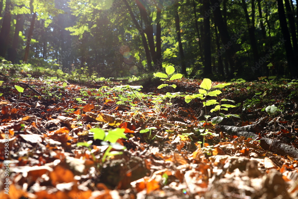 Autumn in the forest Autumn in the forest