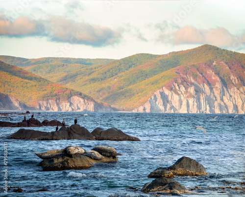 The landscape - border of the worlds. Ringed seals and cormorants in the background of the fall of the Sikhote Alin coast. Primorsky Krai, Russia photo