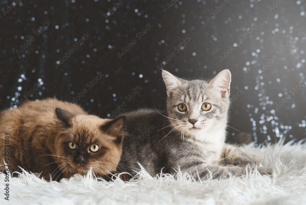 two kitten on a comfy carpet. cat playing and relaxing two kitten on a comfy carpet. cat playing and relaxing
