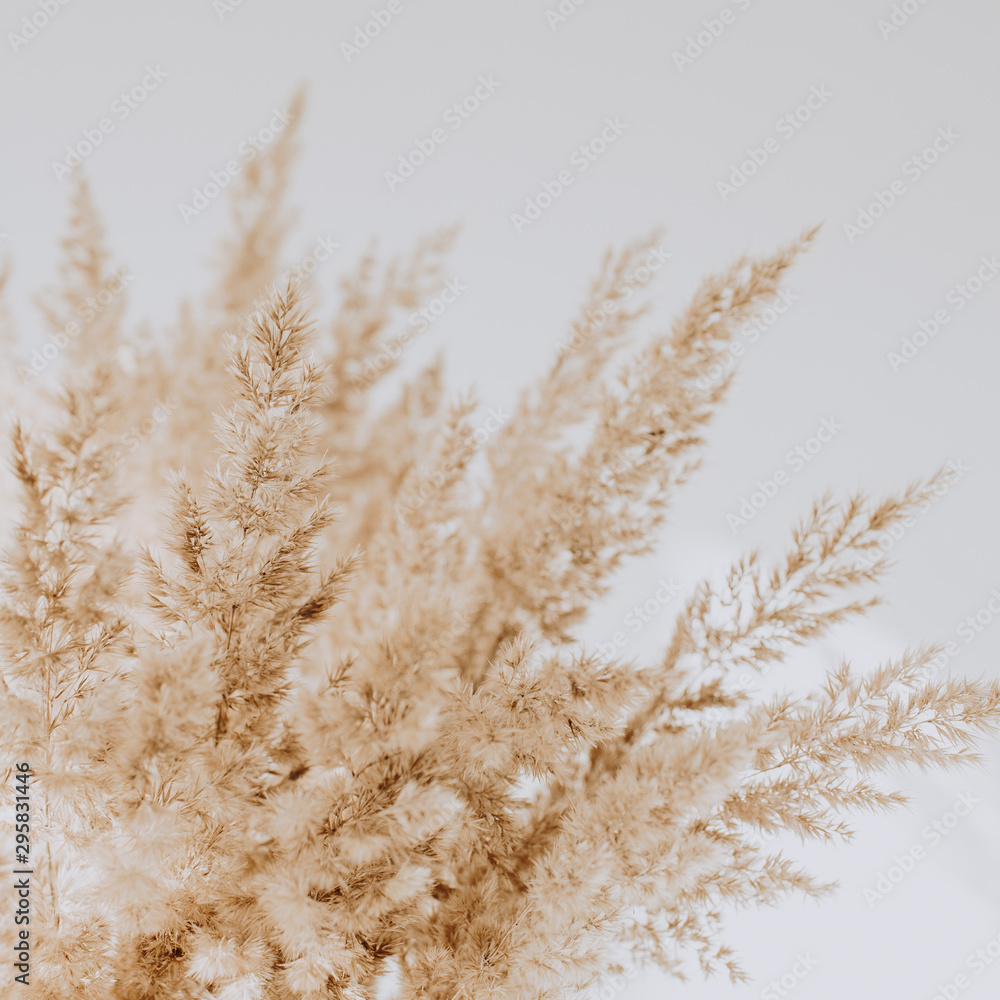 Beige reeds agains white wall. Beautiful background with neutral colors. Minimal, stylish, trend concept. Parisian vibes. - obrazy, fototapety, plakaty 