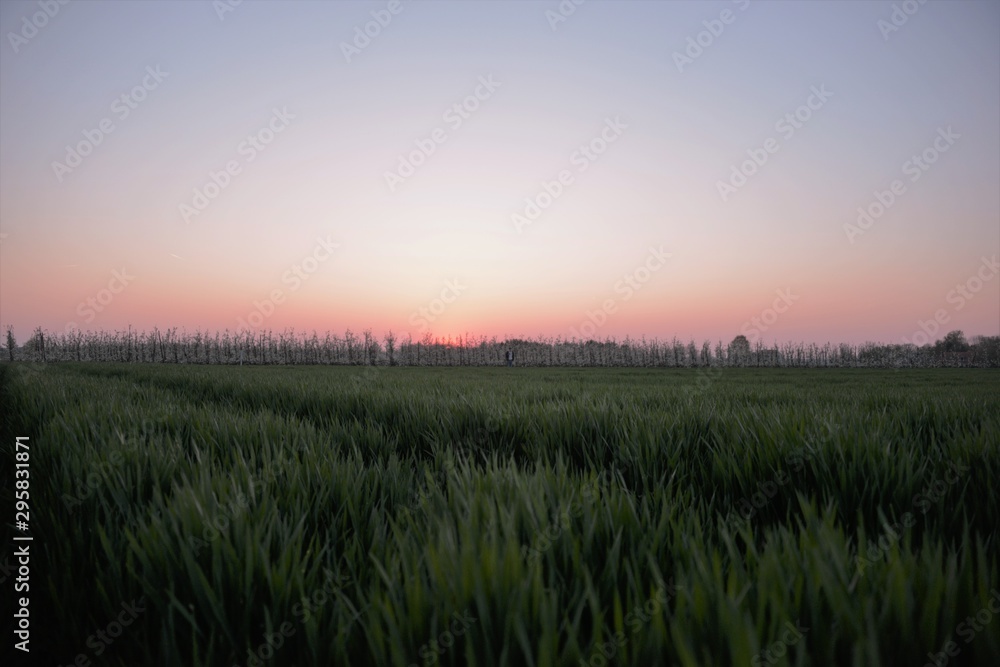 sunset over wheat field