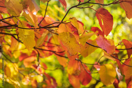 Towada Hachimantai National Park in early autumn