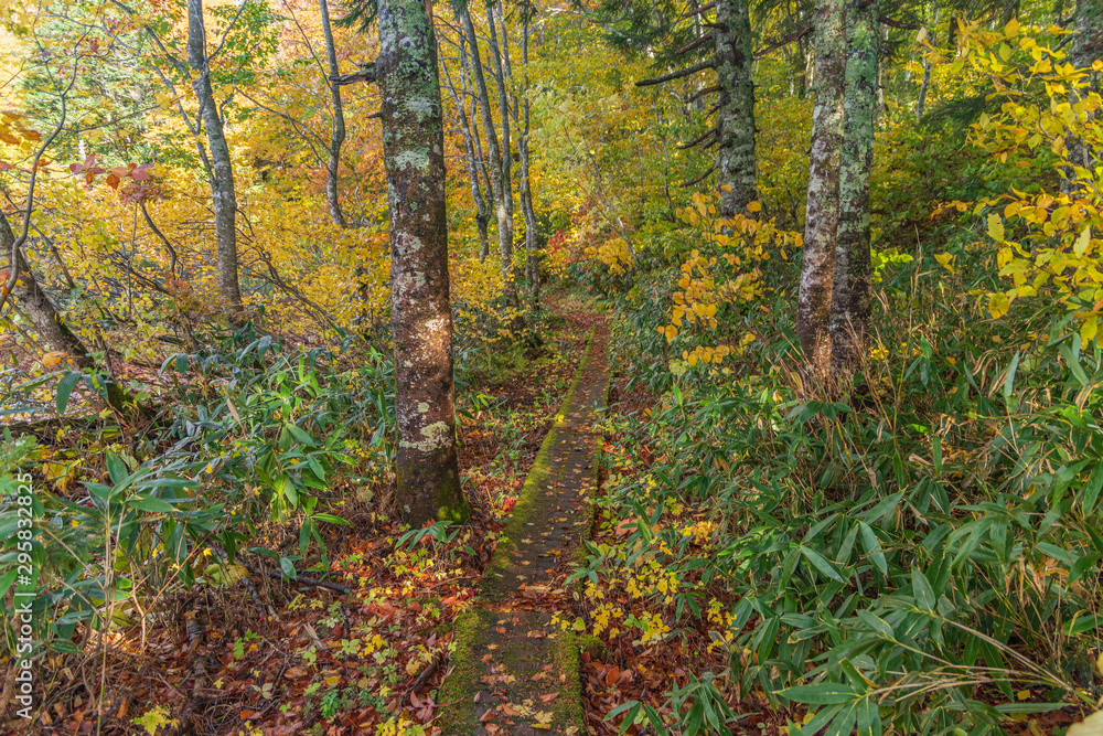 Fototapeta premium Towada Hachimantai National Park in early autumn