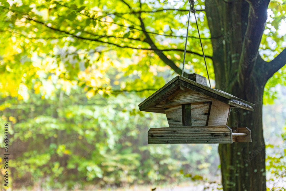 tree birds house in the forest tree birds house in the forest