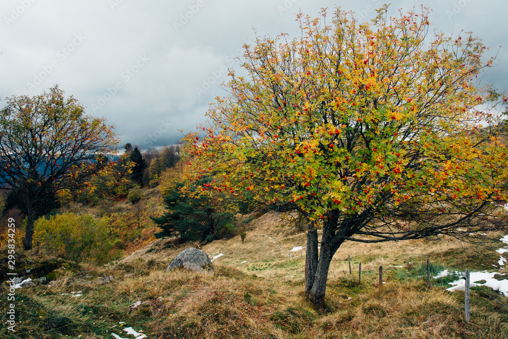 Un arbre jaune en automne. Un arbre automnal dans les Vosges.