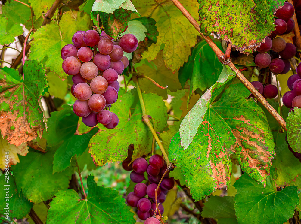 Ripe grapes with autumn yellowed leaves. Ripe grapes with autumn yellowed leaves.