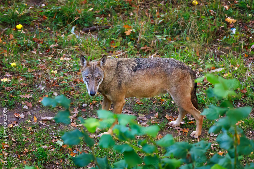 Obraz premium Portrait of wolf in the forest.