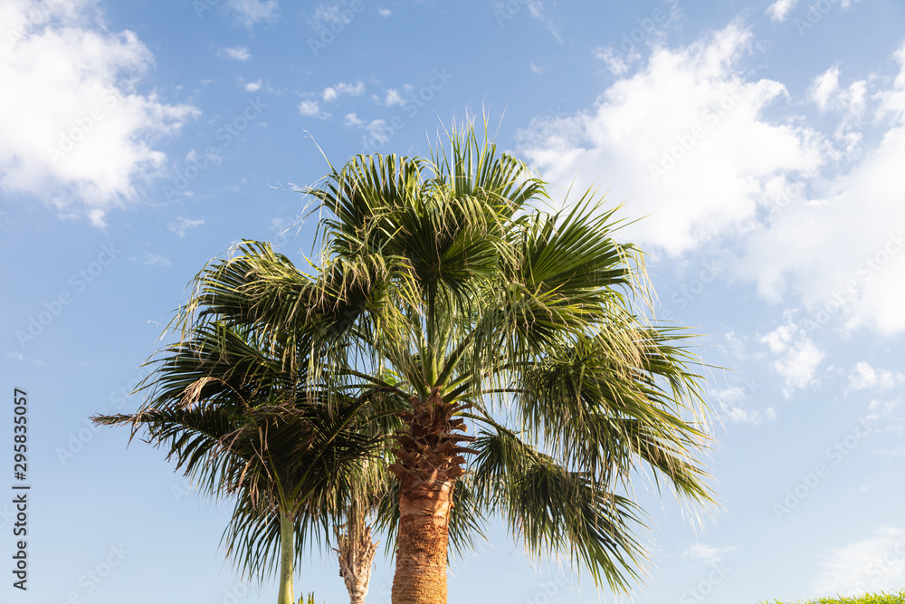Closeup of doum palm on sky background Closeup of doum palm on sky background