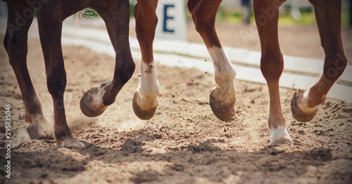 The legs of two horses galloping together across a sandy arena that perform in dressage competitions.