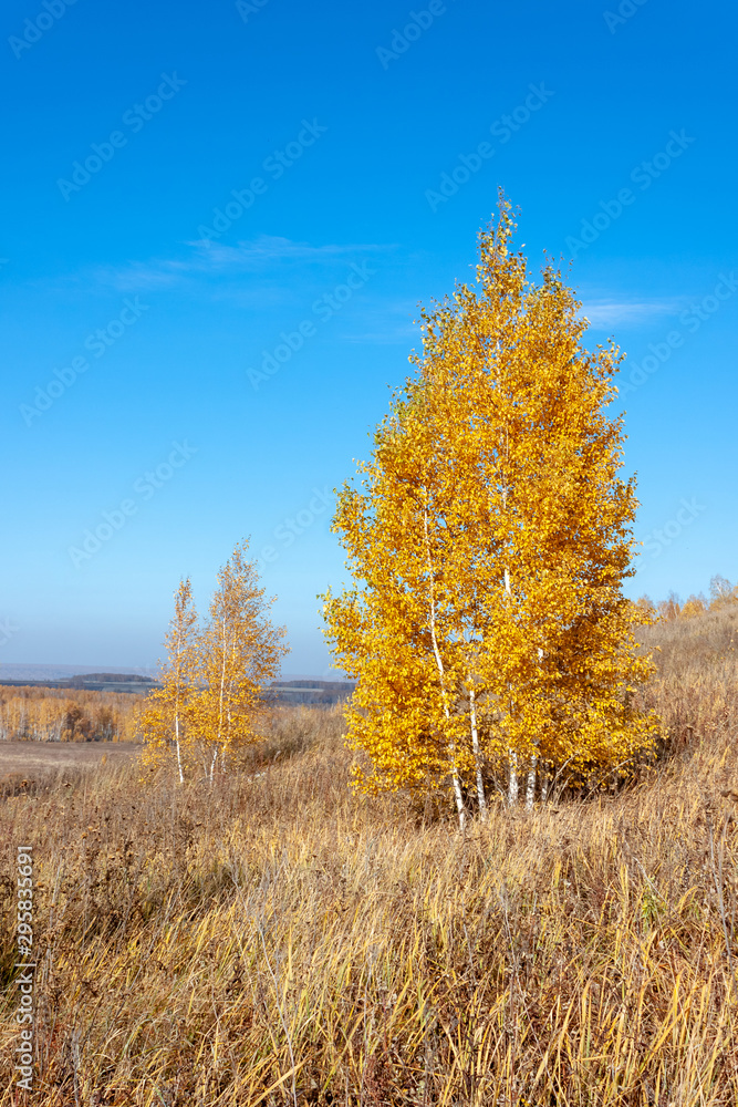 Autumn landscape, birches trees were painted in autumn colors, old grass