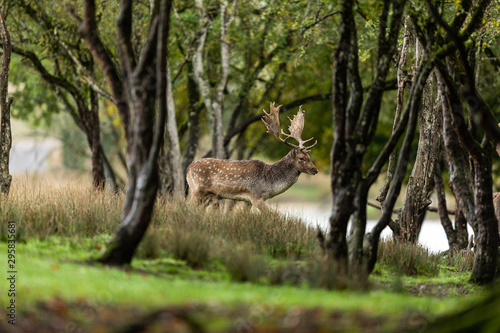 Fallow deer in the forest during the rut