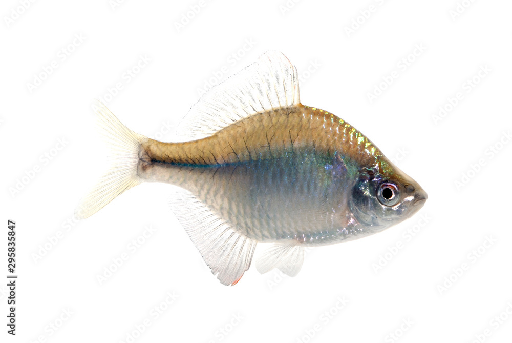 1000_F_295835847_fYE1zXVrXOEU1