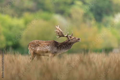 Fototapeta Naklejka Na Ścianę i Meble -  Fallow deer in the forest during the rut