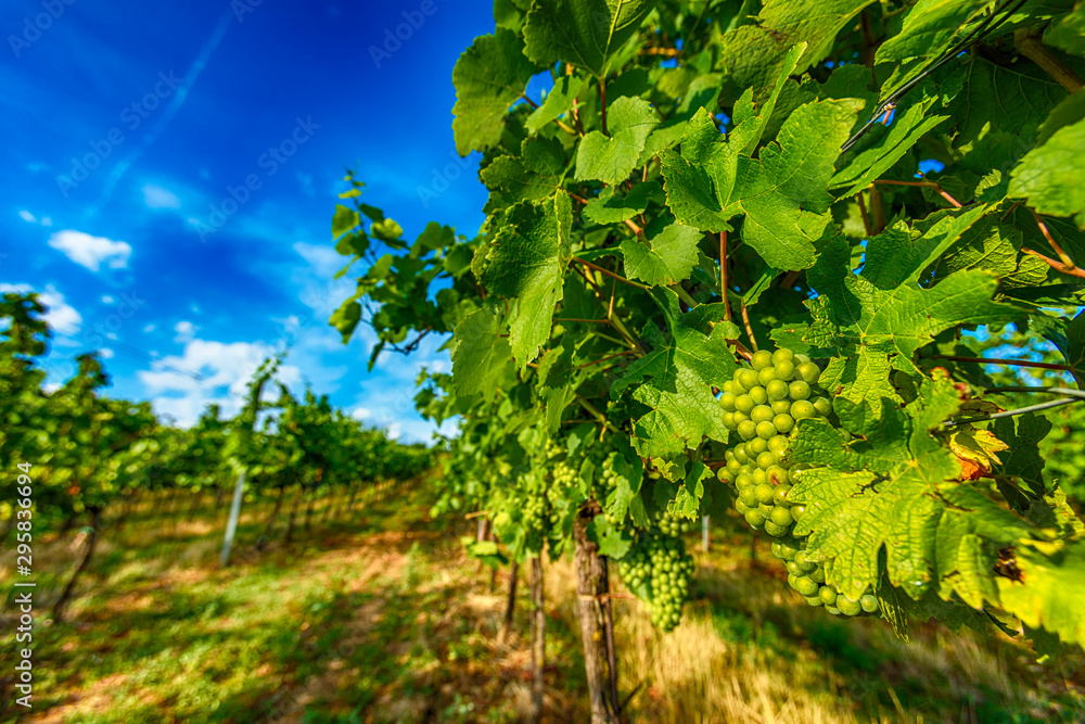 green grapes in vineyard